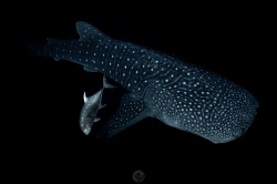 A whale shark swimming with its escort giant trevally in ... by Paul Tuazon 